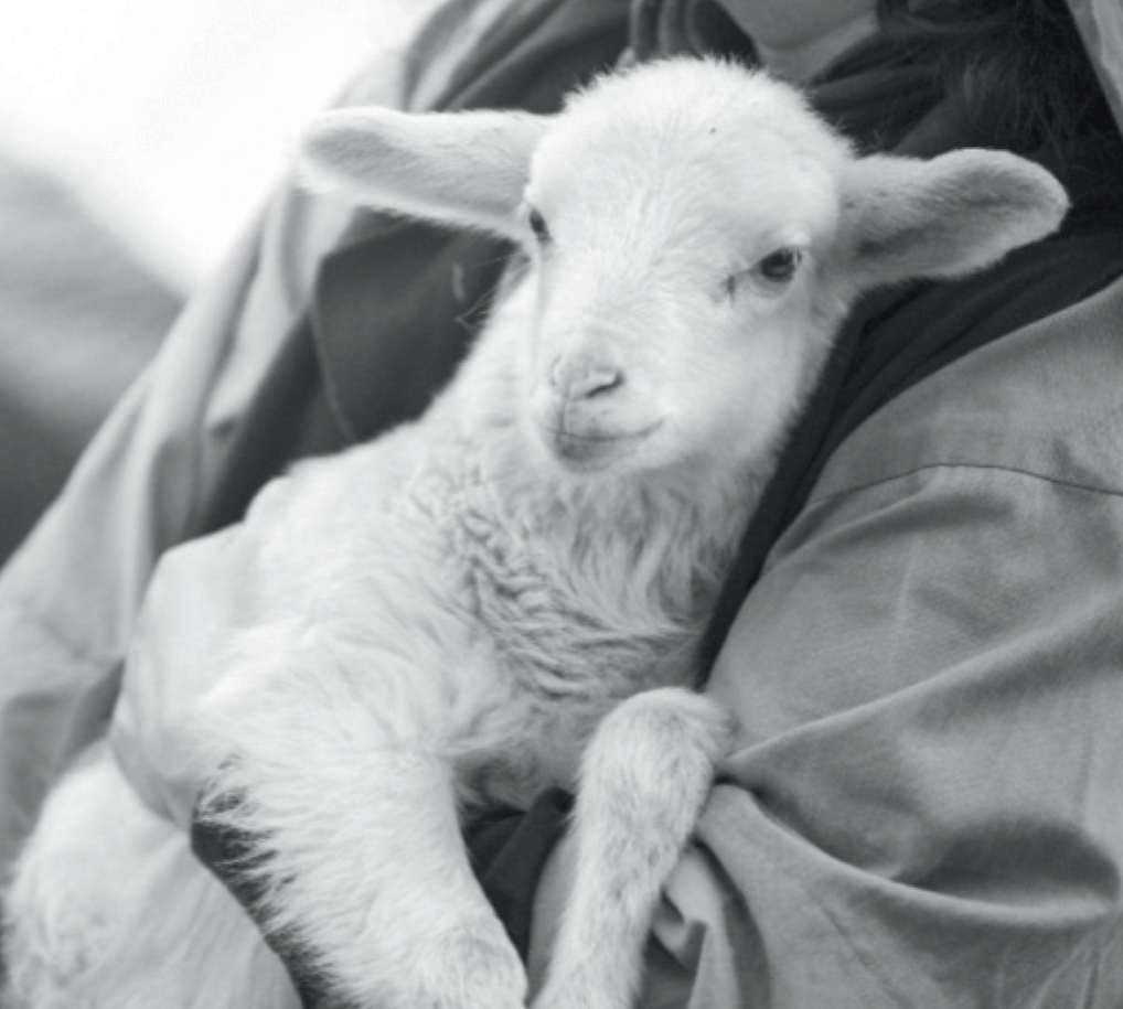 μπουκουβαλας τυροκομικα προϊοντα